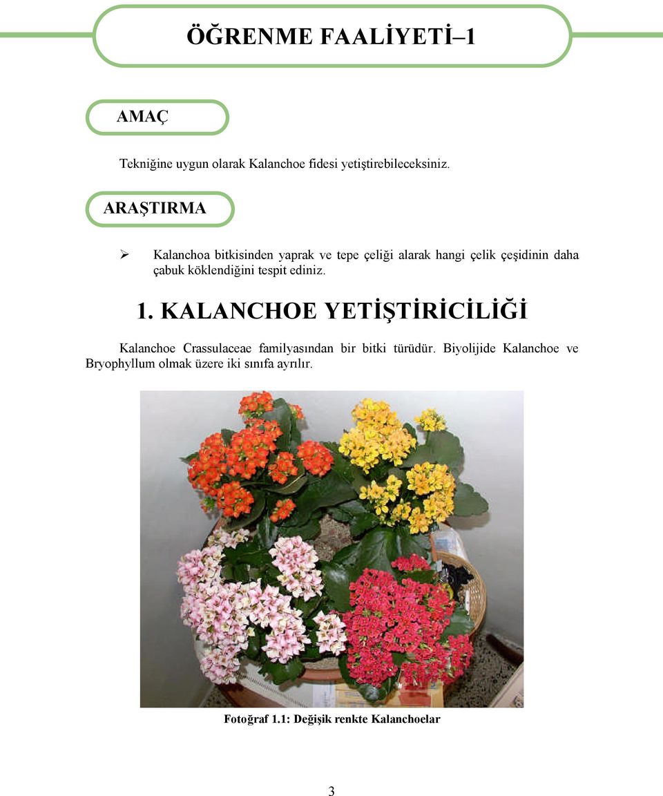 tespit ediniz. 1. KALANCHOE YETİŞTİRİCİLİĞİ Kalanchoe Crassulaceae familyasından bir bitki türüdür.