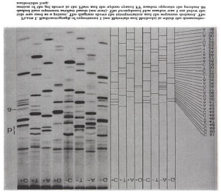 1975- Plus and Minus Yöntemi Sanger ve oulson tarafından bu metod, sonraki 30 yıl süresince geliştirilerek modern dizileme