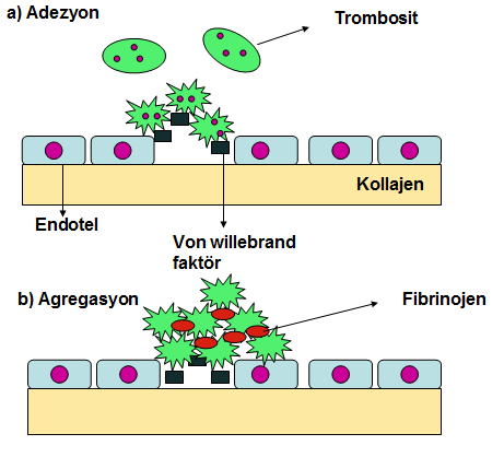Aynı zamanda endotel, prostasiklin (PGI-2), trombomodulin ve t-pa sentezleyerek antiagregan ve antikoagülan özellik gösterirken, vwf sentezi ile trombosit adezyonunu arttırır, doku faktörü (DF)