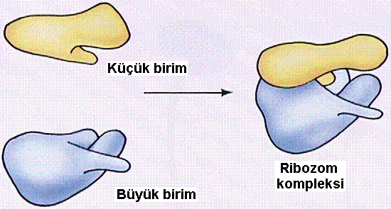 RİBOZOM Ribozomlar proteinlerin sentez edildikleri yerdir.