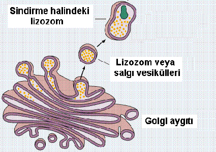 LİZOZOM Lizozomlar 0,2 ila 2 m m çapında organellerdir. Hücreiçi sindirimi sağlamak üzere yaklaşık 40 civarında enzim içerirler. Lizozom membranı lizozomun hücreyi tümüyle sindirmesini önler.