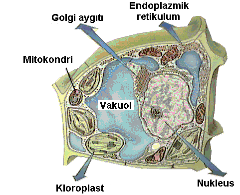 GOLGİ AYGITI Golgi kompleksi hem yapı hem de fonksiyon yönünden endoplazmik retikulum ile yakından ilişkilidir.