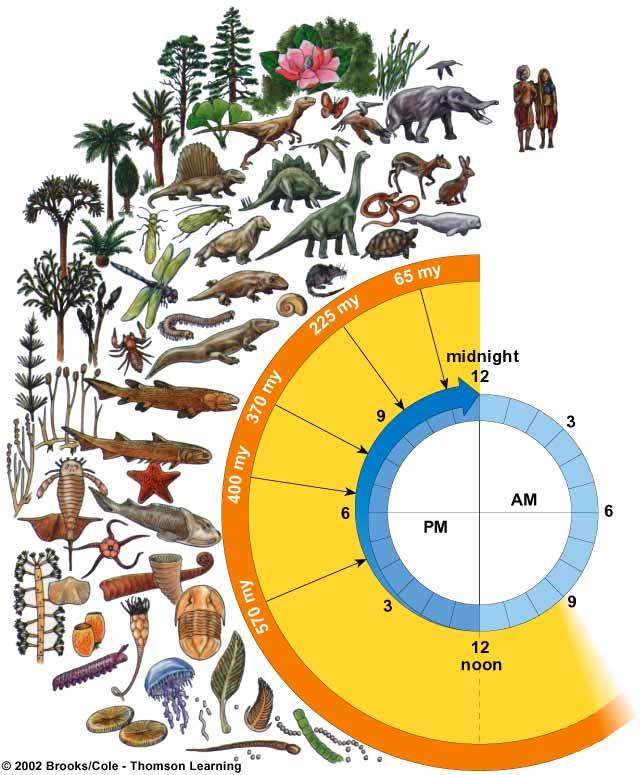 Age of reptiles Insects and amphibians invade the land Plants invade the land Age of mammals Modern İnsan (Homo sapiens) Gece yarısına 2 saniye