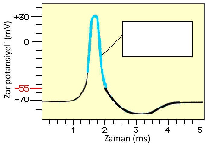 Dinlenim. Nöron dinlenimde olduğu zaman voltaj-kapılı sodyum ve potasyum kanalları kapalıdırlar. Depolarizasyon. Voltaj-kapılı sodyum kanalları hızlıca açılırlar, sodyum iyonları hücre içine girerler.