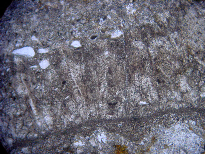 a 0.7 mm b 0.7 mm Şekil 4.11 Travertenlerde gözlenen kristal çalı tipinin a. tek nikol, b. çift nikol görünümü (Örnek No: İP-1) 4.