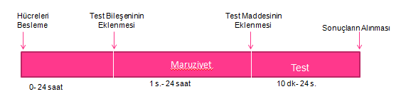 Sayısı (Canlılık Analizleri) Toplam Hücre Sayısı