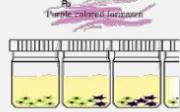 MTT İndirgenmesi MTT MTT Metabolik olarak aktif