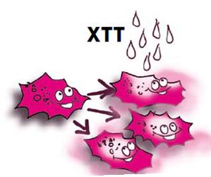 XTT (2,3-Bis(2-metoksi- 4-nitro-5-sulfofenil)-2H-tetrazolyum) phenazine methosulfate (PMS) 1988 de tanımlandı Kolorimetrik bir yöntem Proliferasyon ölçümü Hücrelerin kuantifikasyonu Radyoaktif