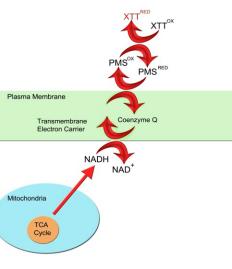 XTT ile Hücre Proliferasyonu ve Canlılığının Ölçülmesi ATCC XTT Cell