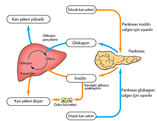 İnsülin kanda azalırsa; Çeşitli nedenlerle pankreastan yeterli miktarda insülin salgılanamazsa kandaki glikoz seviyesi normalin üzerine çıkar.