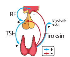 Negatif geri bildirim mekanizmasında, Hormonun etki ettiği hücrede sentezlenen ürün, hormon salgılayan endokrin bezin aktivitesini baskılar. Örnek Hipofiz TSH salgılayarak tiroit bezini uyarır.