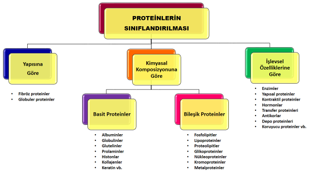 Öğrenci Kılavuzu b) Proteinlerin Sınıflandırılması Proteinler sahip oldukları 3 boyutları yapıları sayesinde vücudun farklı bölgelerinde çeşitli görevlerde yer alabilirler.