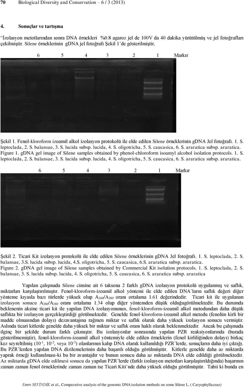 Fenol-kloroform izoamil alkol izolasyon protokolü ile elde edilen Silene örneklerinin gdna Jel fotoğrafı. 1. S. leptoclada, 2. S. balansae, 3. S. lucida subsp. lucida, 4. S. oligotricha, 5. S. caucasica, 6.