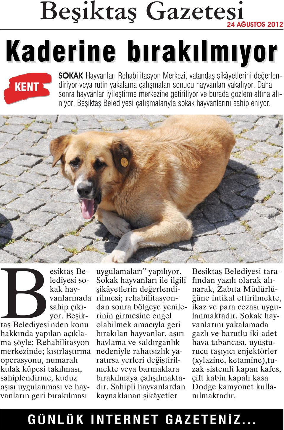 Beşiktaş Belediyesi sokak hayvanlarınada sahip çıkıyor.