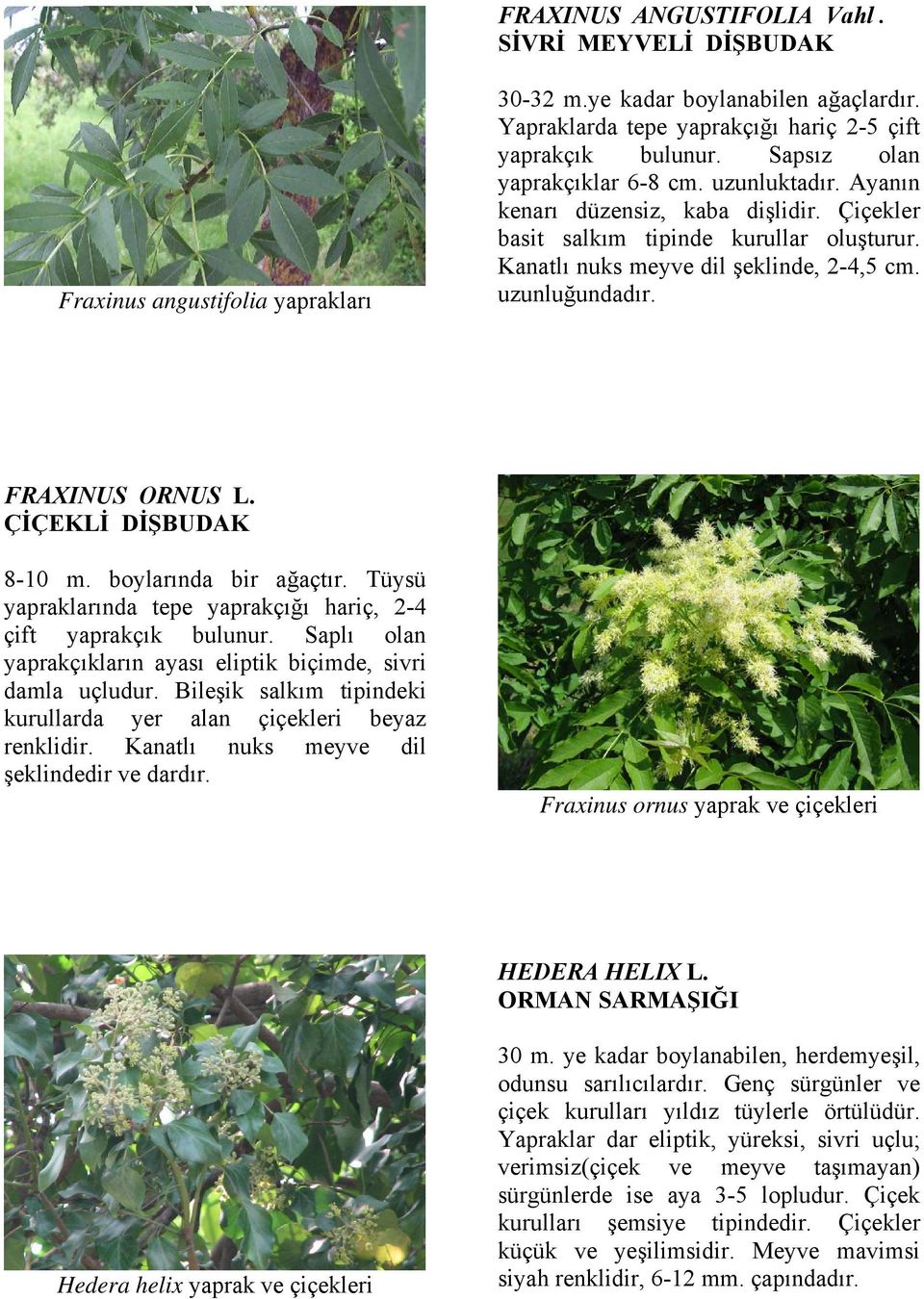 FRAXINUS ORNUS L. ÇİÇEKLİ DİŞBUDAK 8-10 m. boylarında bir ağaçtır. Tüysü yapraklarında tepe yaprakçığı hariç, 2-4 çift yaprakçık bulunur.