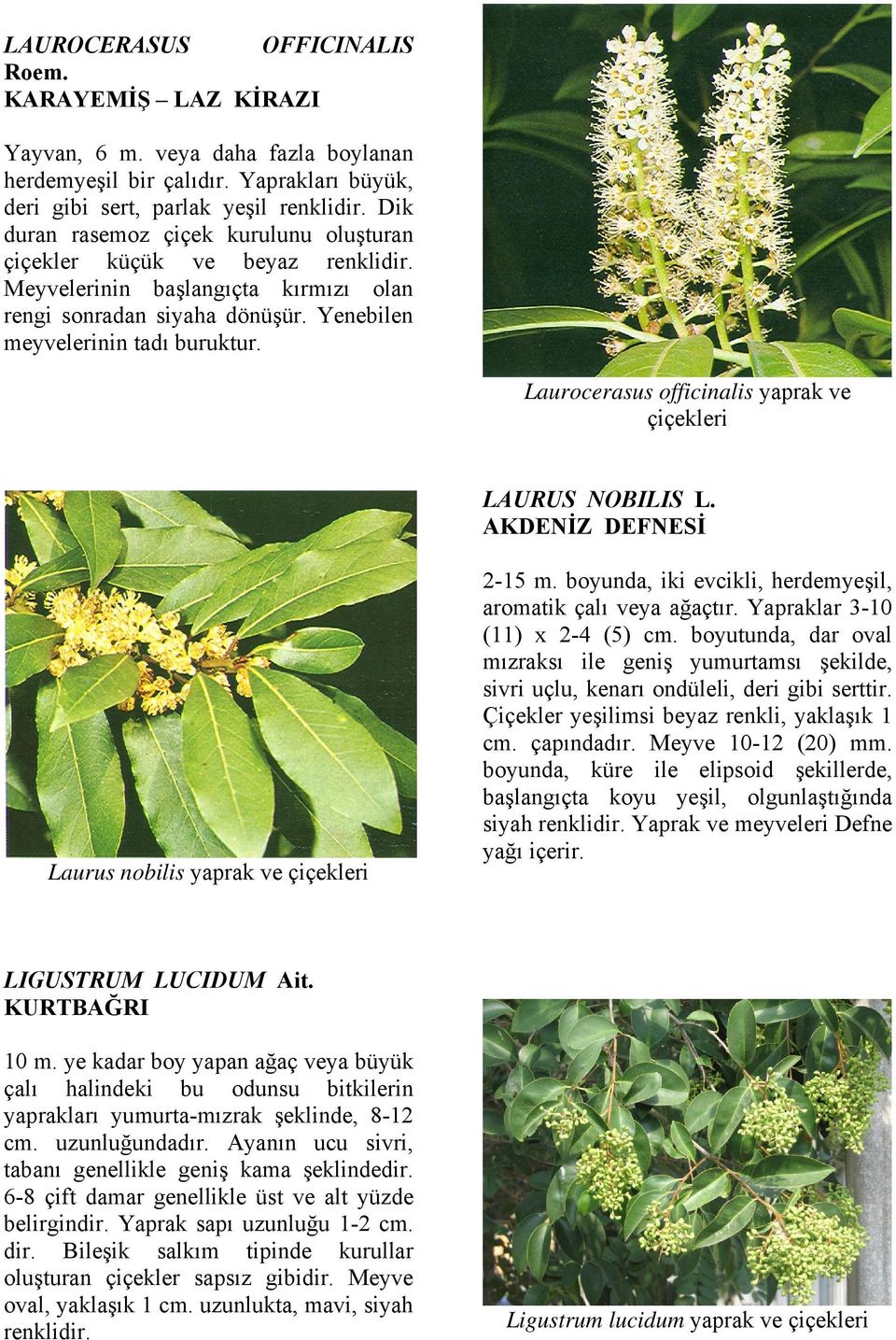 Laurocerasus officinalis yaprak ve çiçekleri LAURUS NOBILIS L. AKDENİZ DEFNESİ Laurus nobilis yaprak ve çiçekleri 2-15 m. boyunda, iki evcikli, herdemyeşil, aromatik çalı veya ağaçtır.