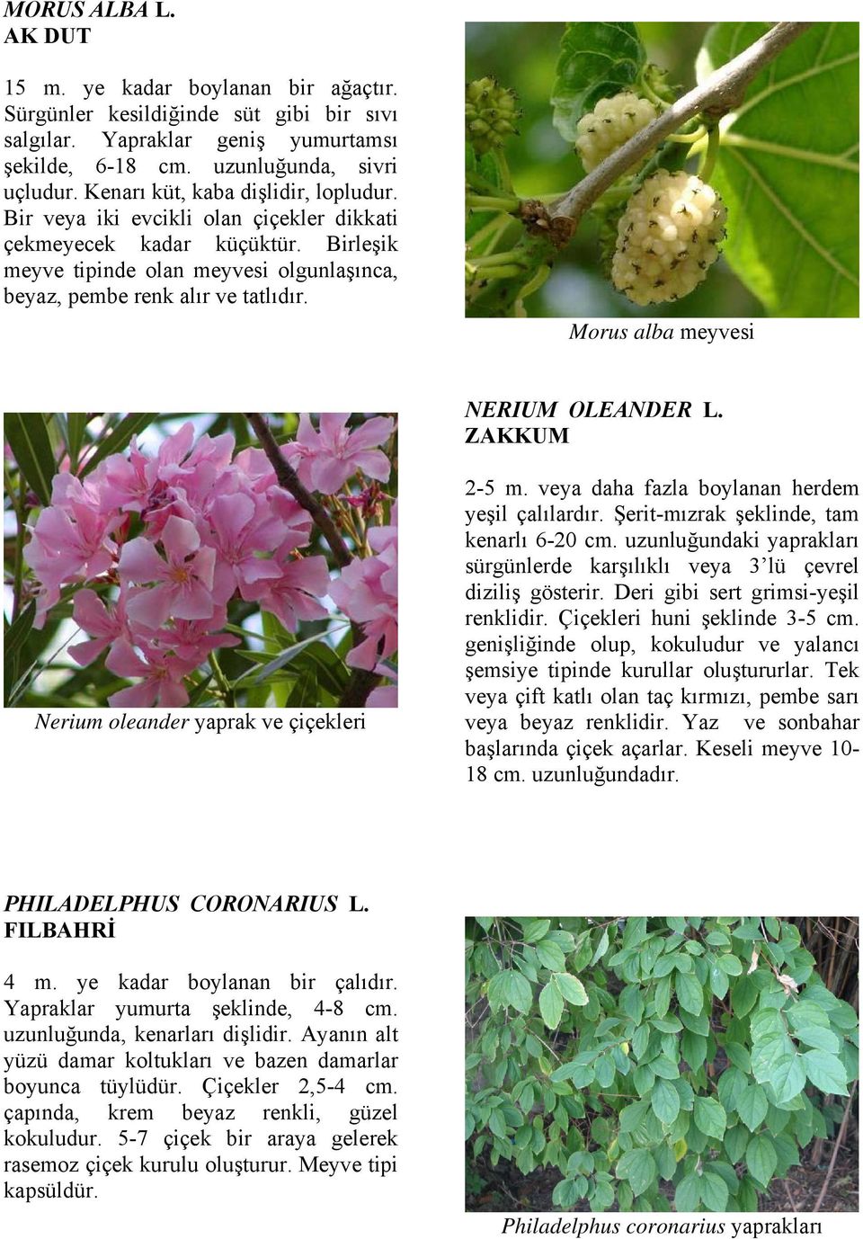 Morus alba meyvesi NERIUM OLEANDER L. ZAKKUM Nerium oleander yaprak ve çiçekleri 2-5 m. veya daha fazla boylanan herdem yeşil çalılardır. Şerit-mızrak şeklinde, tam kenarlı 6-20 cm.
