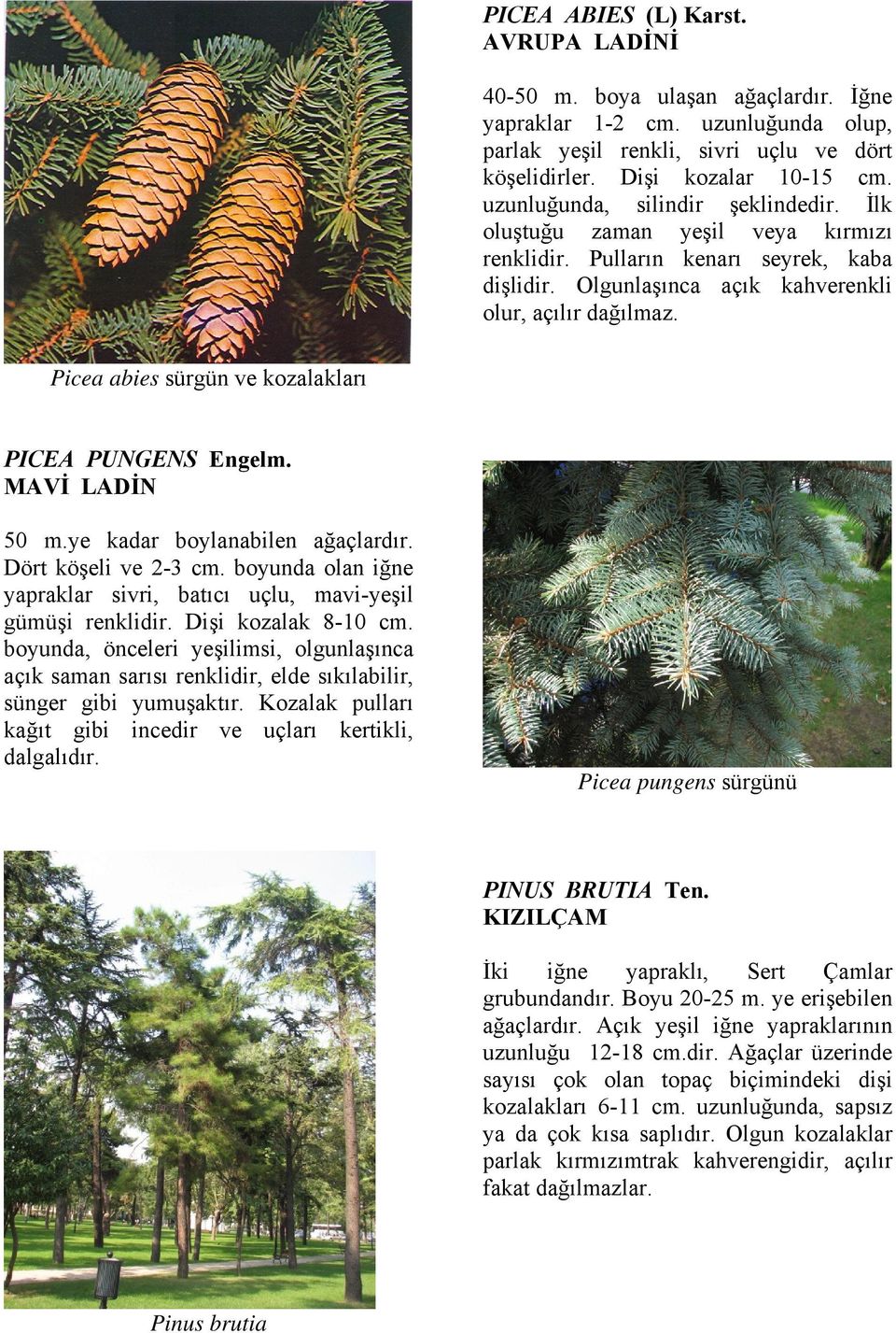 Picea abies sürgün ve kozalakları PICEA PUNGENS Engelm. MAVİ LADİN 50 m.ye kadar boylanabilen ağaçlardır. Dört köşeli ve 2-3 cm.