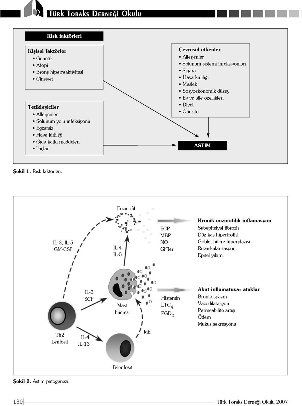 Eozinofil Kronik eozinofilik inflamasyon IL-3, IL-5 GM-CSF IL-4 IL-5 ECP MBP NO GF ler Subepitelyal fibrozis Düz kas hipertrofisi Goblet hücre hiperplazisi Revaskülarizasyon Epitel y k m IL-3 SCF