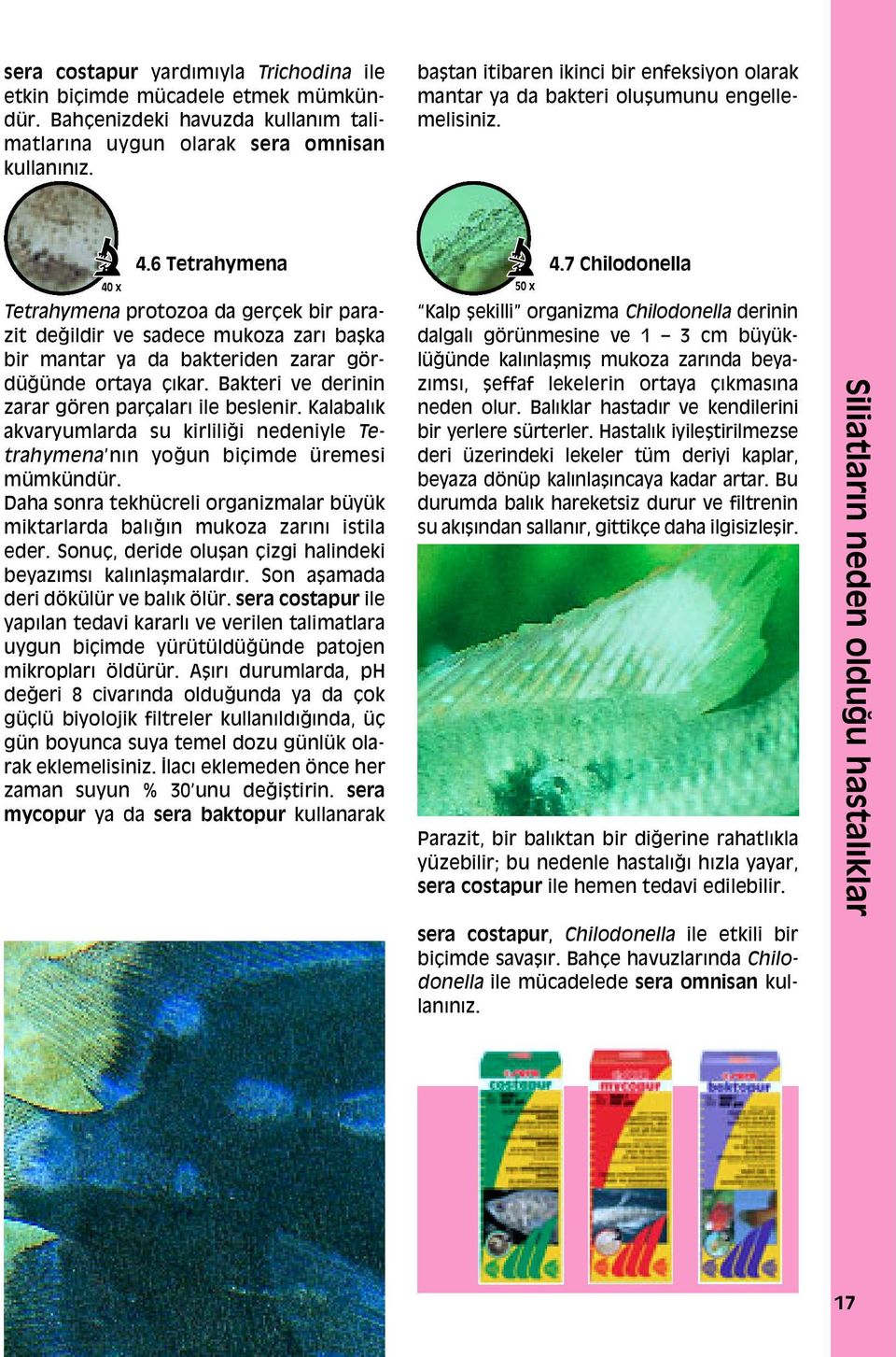 6 Tetrahymena 40 x 50 x Tetrahymena protozoa da geráek bir parazit deappleildir ve sadece mukoza zarı ba ka bir mantar ya da bakteriden zarar gördüappleünde ortaya Áıkar.