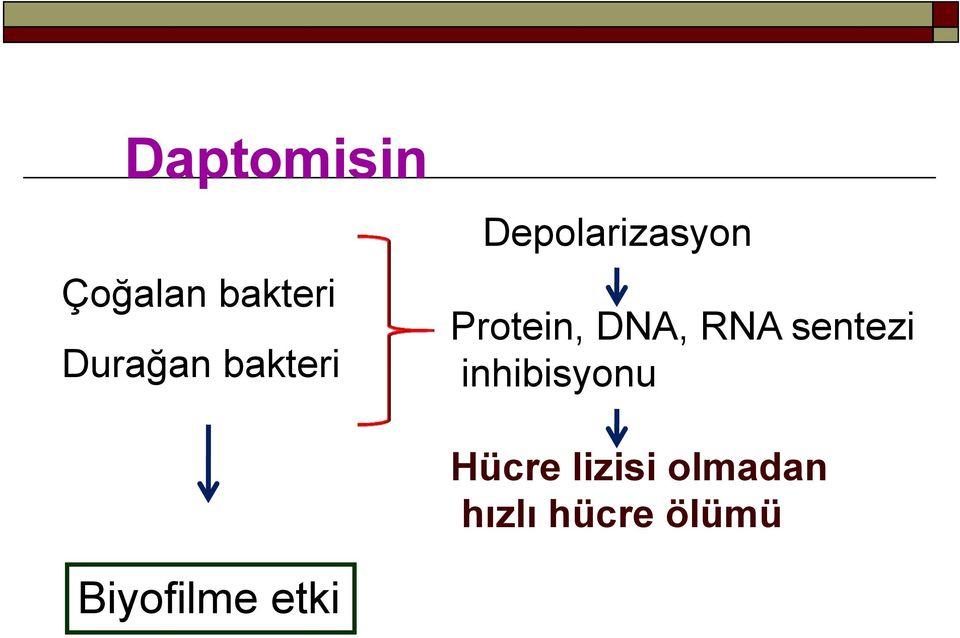 RNA sentezi inhibisyonu Hücre lizisi