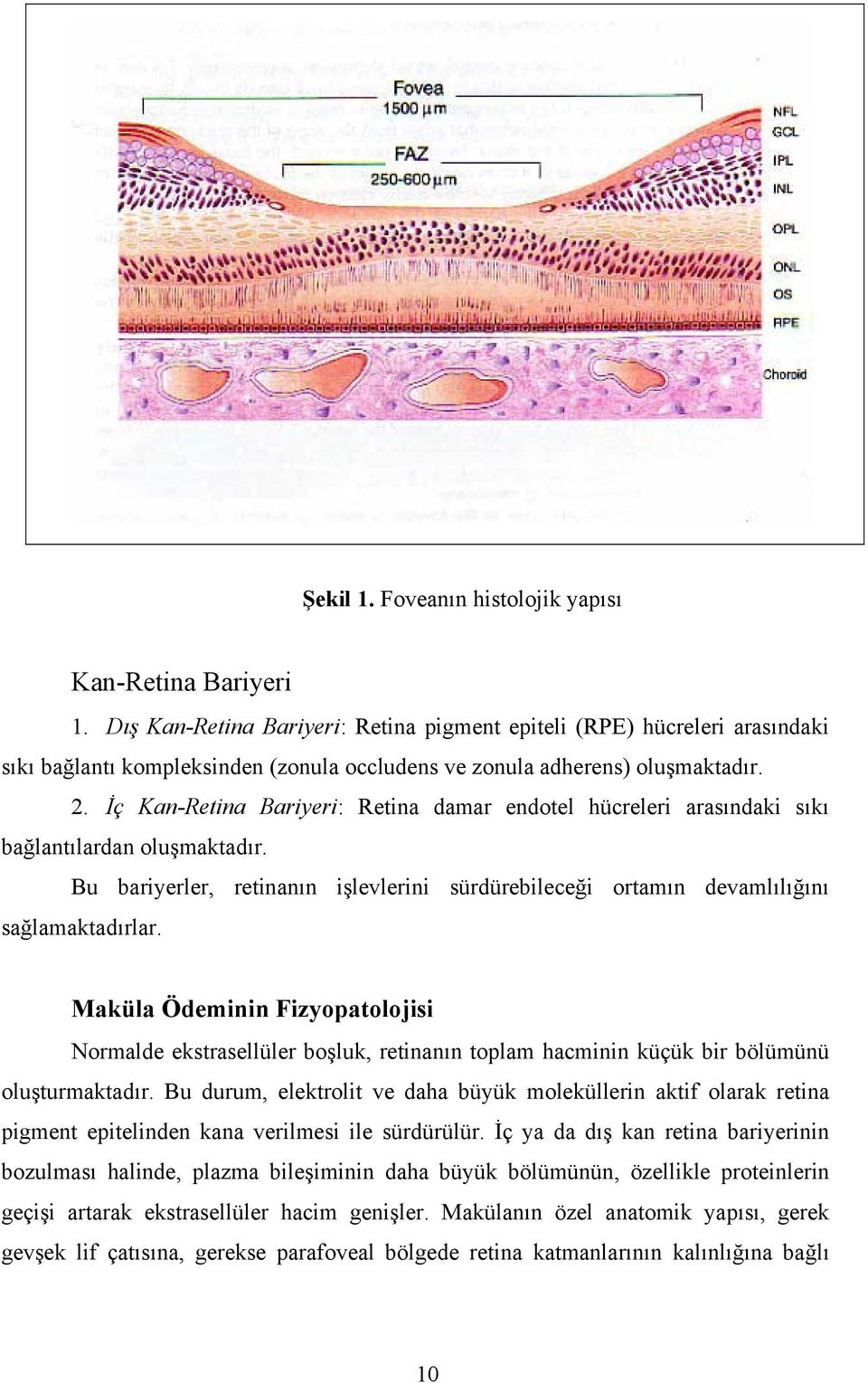 İç Kan-Retina Bariyeri: Retina damar endotel hücreleri arasındaki sıkı bağlantılardan oluşmaktadır. Bu bariyerler, retinanın işlevlerini sürdürebileceği ortamın devamlılığını sağlamaktadırlar.