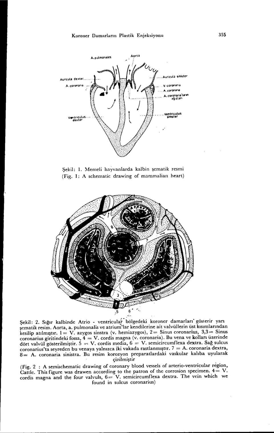 Sığır kalbinde Atrio - ventricula~-bölgedeki koroner damarları. gösterir yarı şematik resim. Aorta, a. pulmonalis ve atrium'lar kendilerine ait valvüllerin üst kısımlarından kesilip atılmıştır. 1= V.
