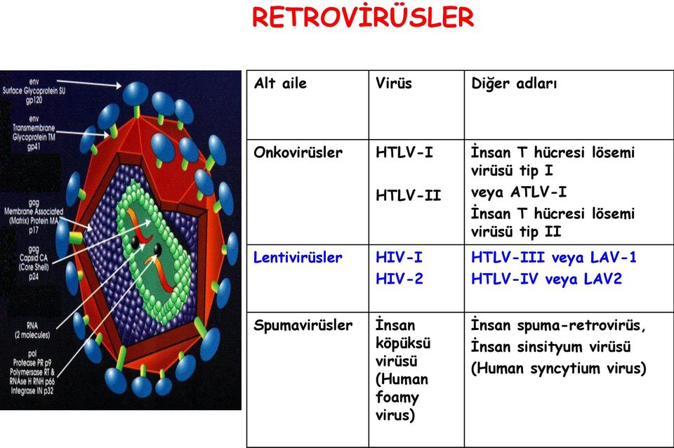 virüsü tip II HTLV-III veya LAV-1 HTLV-IV veya LAV2 Spumavirüsler İnsan köpüksü