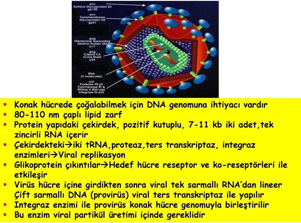 hücre reseptor ve ko-reseptörleri ile etkileşir Virüs hücre içine girdikten sonra viral tek sarmallı RNA dan lineer Çift sarmallı DNA (provirüs)