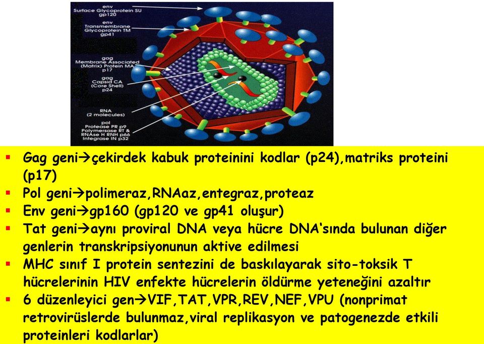 MHC sınıf I protein sentezini de baskılayarak sito-toksik T hücrelerinin HIV enfekte hücrelerin öldürme yeteneğini azaltır 6