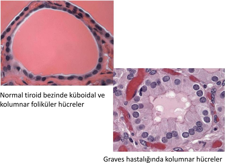 foliküler hücreler