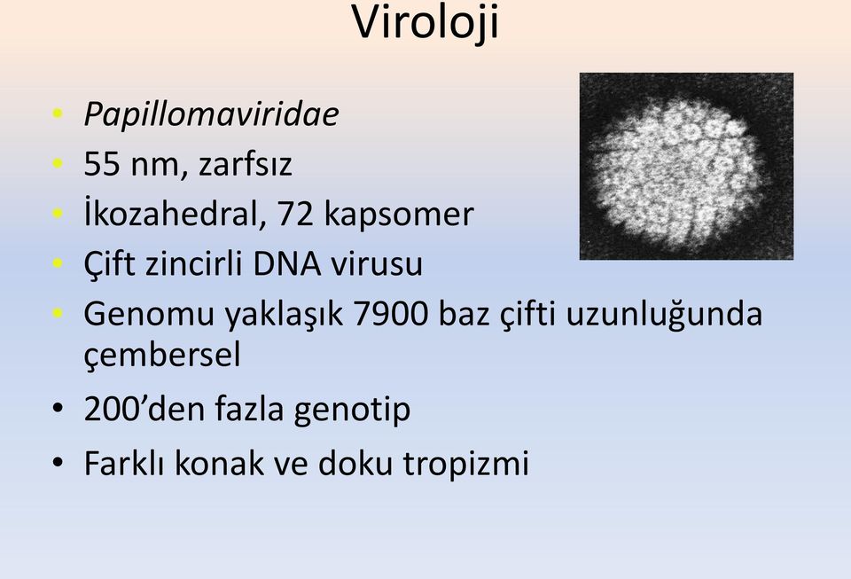 virusu Genomu yaklaşık 7900 baz çifti