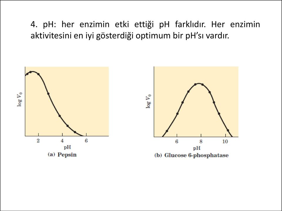 Her enzimin aktivitesini en