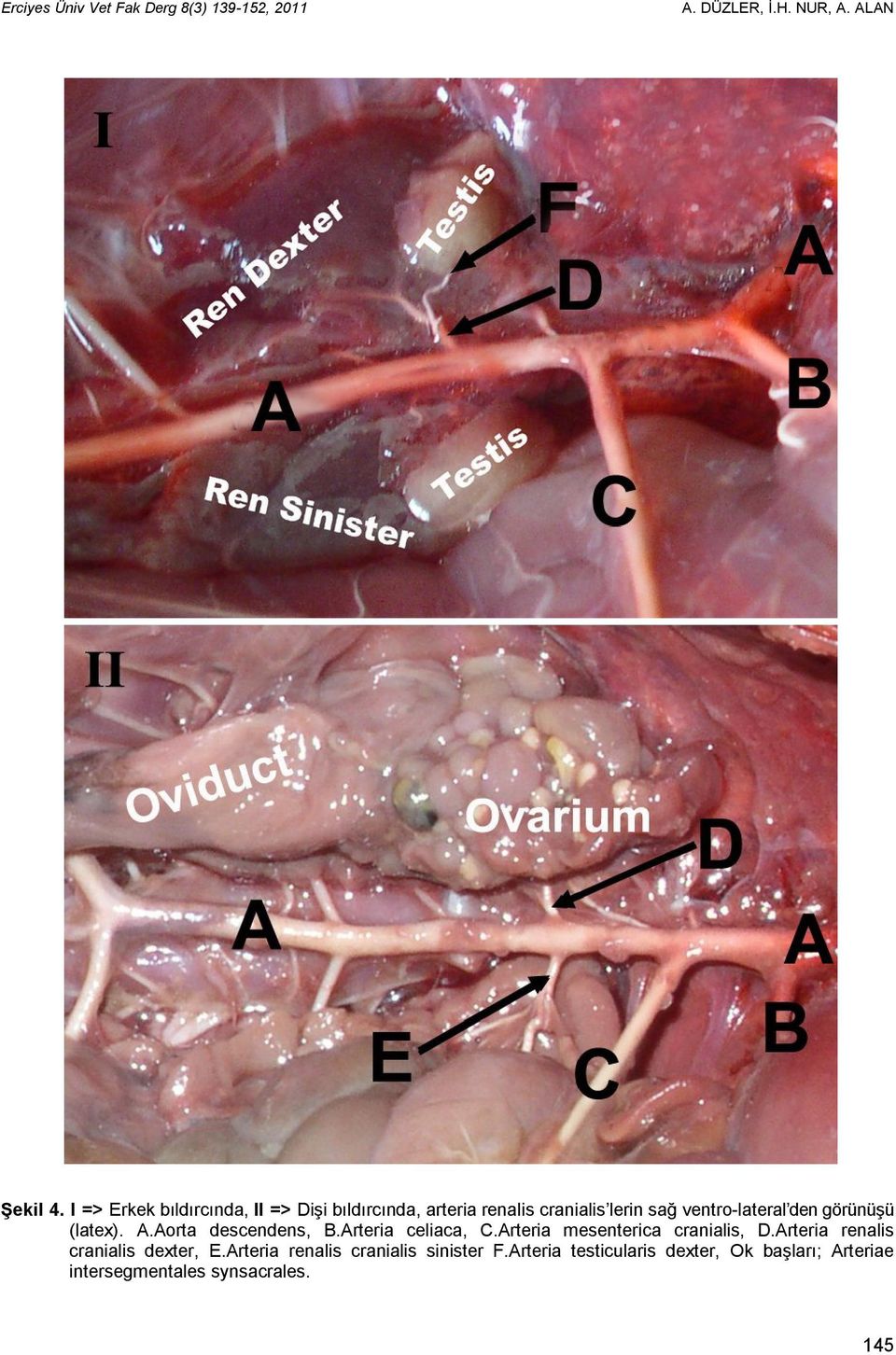 görünüşü (latex). A.Aorta descendens, B.Arteria celiaca, C.Arteria mesenterica cranialis, D.