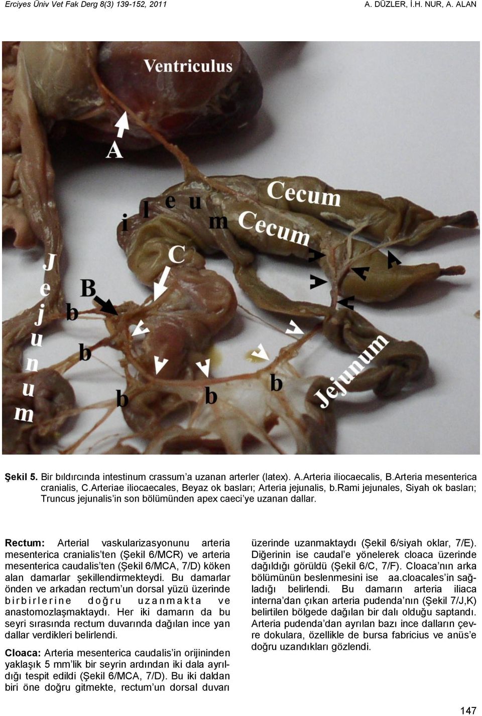 Rectum: Arterial vaskularizasyonunu arteria mesenterica cranialis ten (Şekil 6/MCR) ve arteria mesenterica caudalis ten (Şekil 6/MCA, 7/D) köken alan damarlar şekillendirmekteydi.