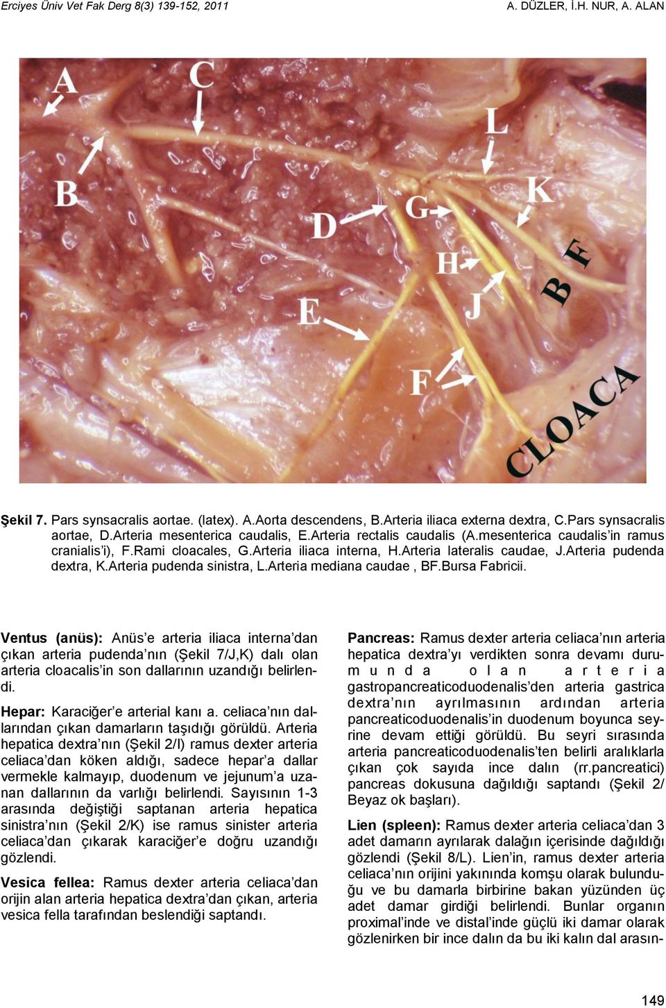 Arteria pudenda dextra, K.Arteria pudenda sinistra, L.Arteria mediana caudae, BF.Bursa Fabricii.