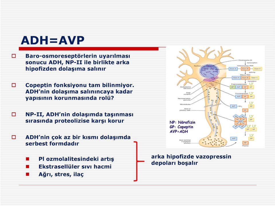 NP-II, ADH nin dolaşımda taşınması sırasında proteolizise karşı korur ADH nin çok az bir kısmı dolaşımda serbest