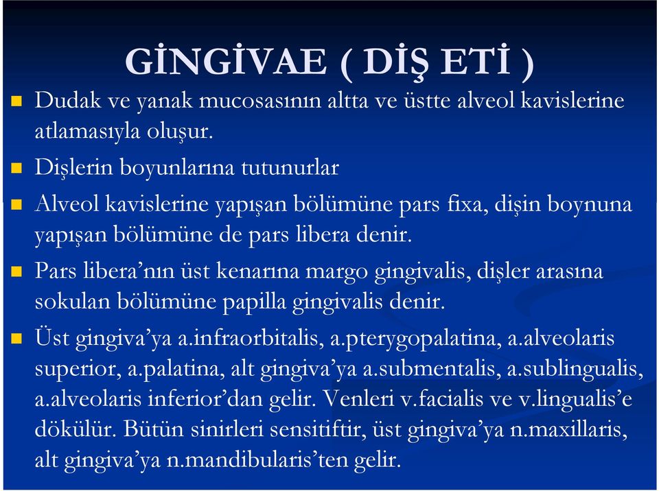 Pars libera nın üst kenarına margo gingivalis, dişler arasına sokulan bölümüne papilla gingivalis denir. Üst gingiva ya a.infraorbitalis, a.pterygopalatina, a.