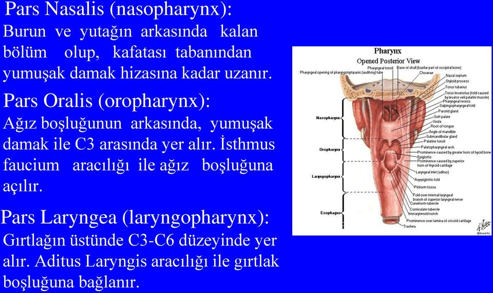 Pars Oralis (oropharynx): Ağız boşluğunun arkasında, yumuşak damak ile C3 arasında yer alır.