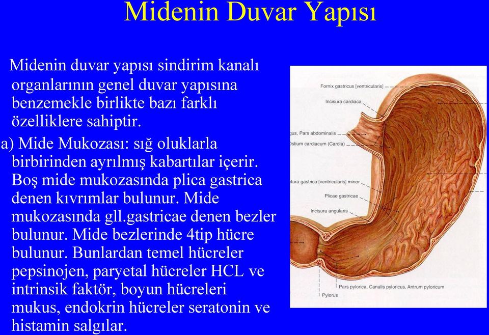 Boş mide mukozasında plica gastrica denen kıvrımlar bulunur. Mide mukozasında gll.gastricae denen bezler bulunur.