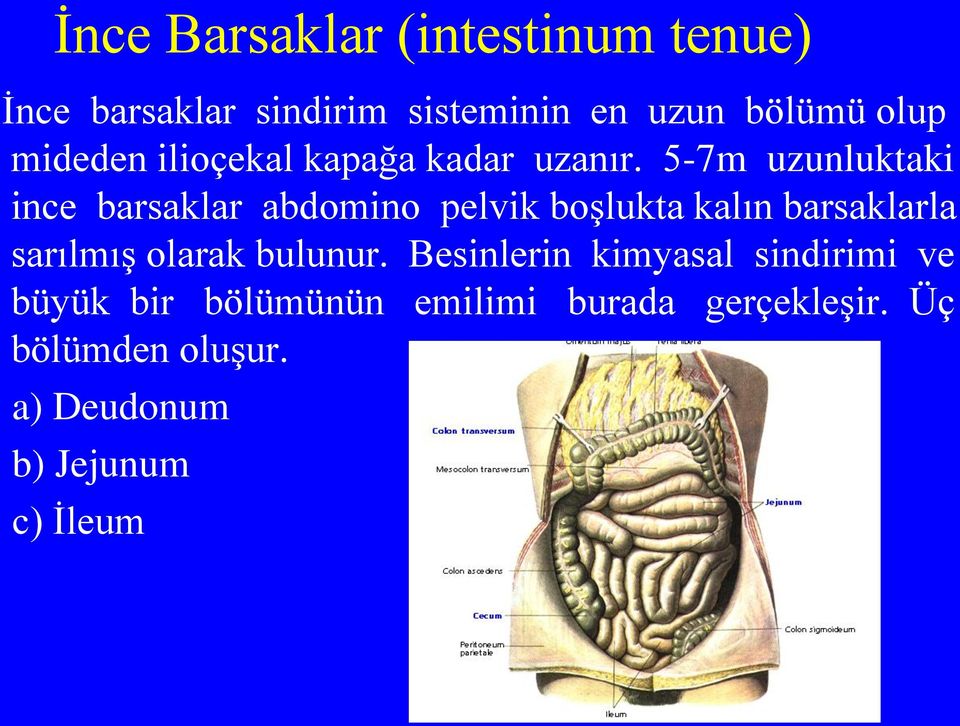 5-7m uzunluktaki ince barsaklar abdomino pelvik boşlukta kalın barsaklarla sarılmış