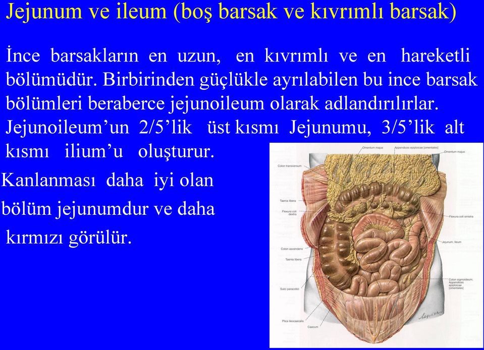 Birbirinden güçlükle ayrılabilen bu ince barsak bölümleri beraberce jejunoileum olarak