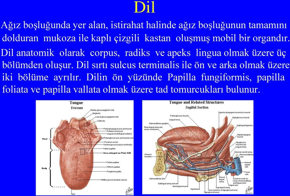 Dil anatomik olarak corpus, radiks ve apeks lingua olmak üzere üç bölümden oluşur.