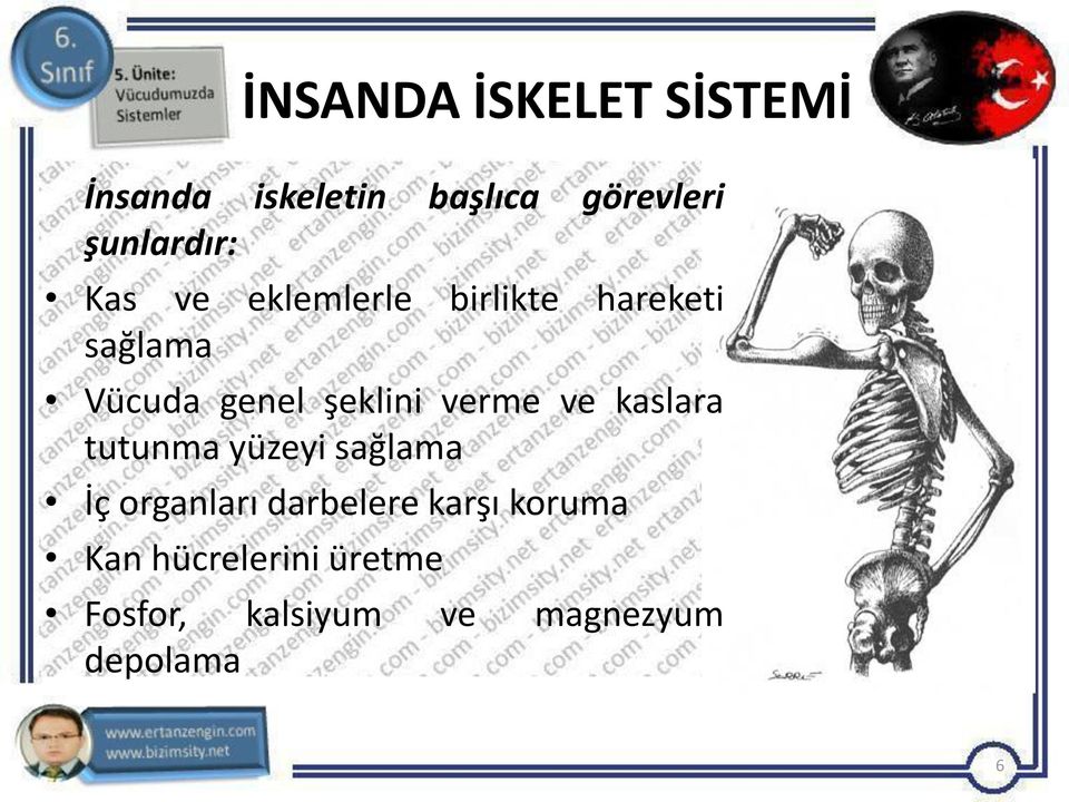 şeklini verme ve kaslara tutunma yüzeyi sağlama İç organları