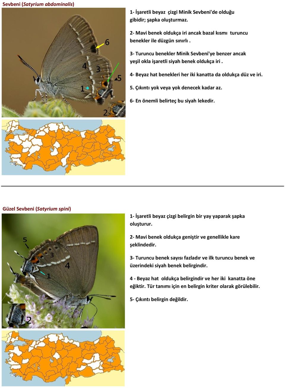 6- En önemli belirteç bu siyah lekedir. Güzel Sevbeni (Satyrium spini) 1- İşaretli beyaz çizgi belirgin bir yay yaparak şapka oluşturur. 2- Mavi benek oldukça geniştir ve genellikle kare şeklindedir.