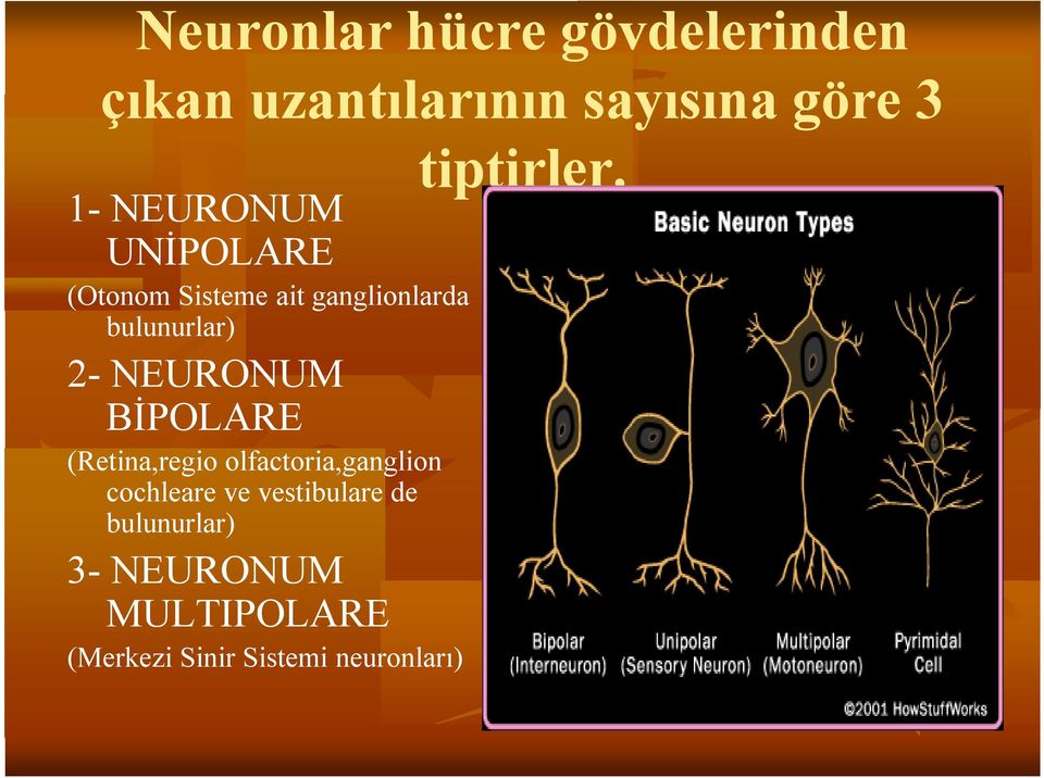 NEURONUM BİPOLARE (Retina,regio olfactoria,ganglion cochleare ve