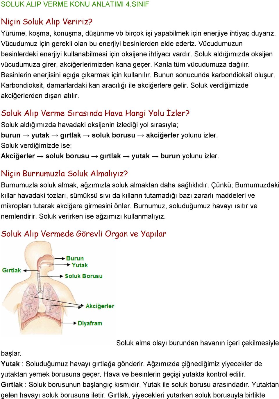 Soluk aldığımızda oksijen vücudumuza girer, akciğerlerimizden kana geçer. Kanla tüm vücudumuza dağılır. Besinlerin enerjisini açığa çıkarmak için kullanılır. Bunun sonucunda karbondioksit oluşur.