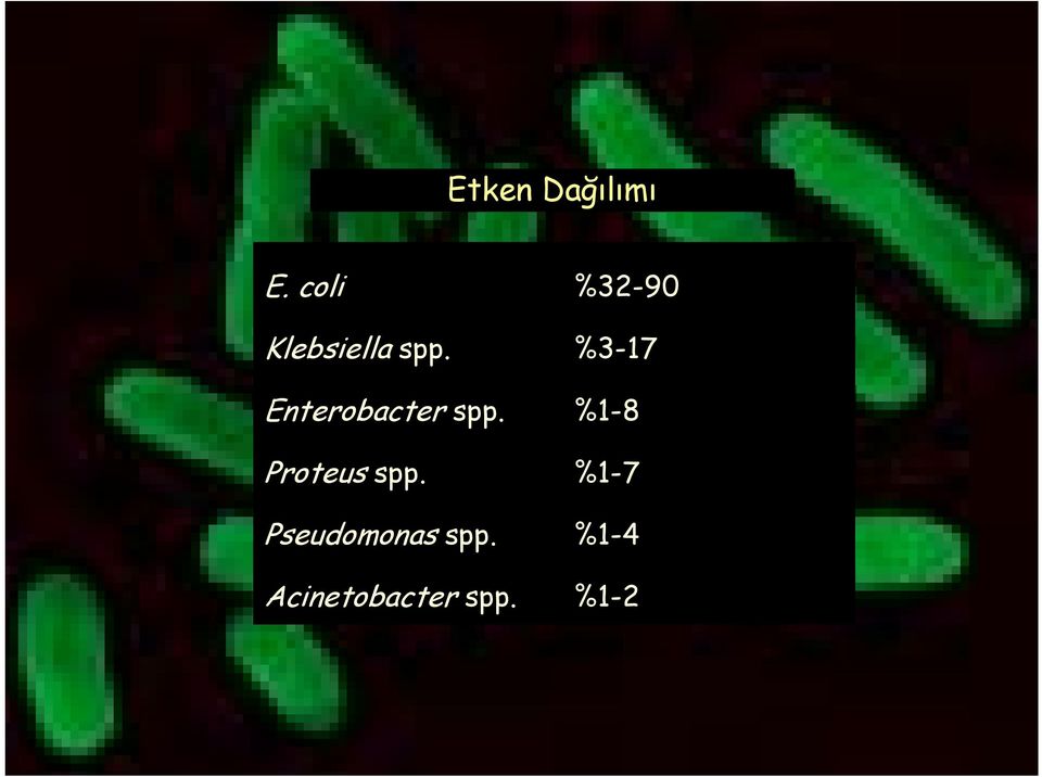 %3-17 Enterobacter spp.