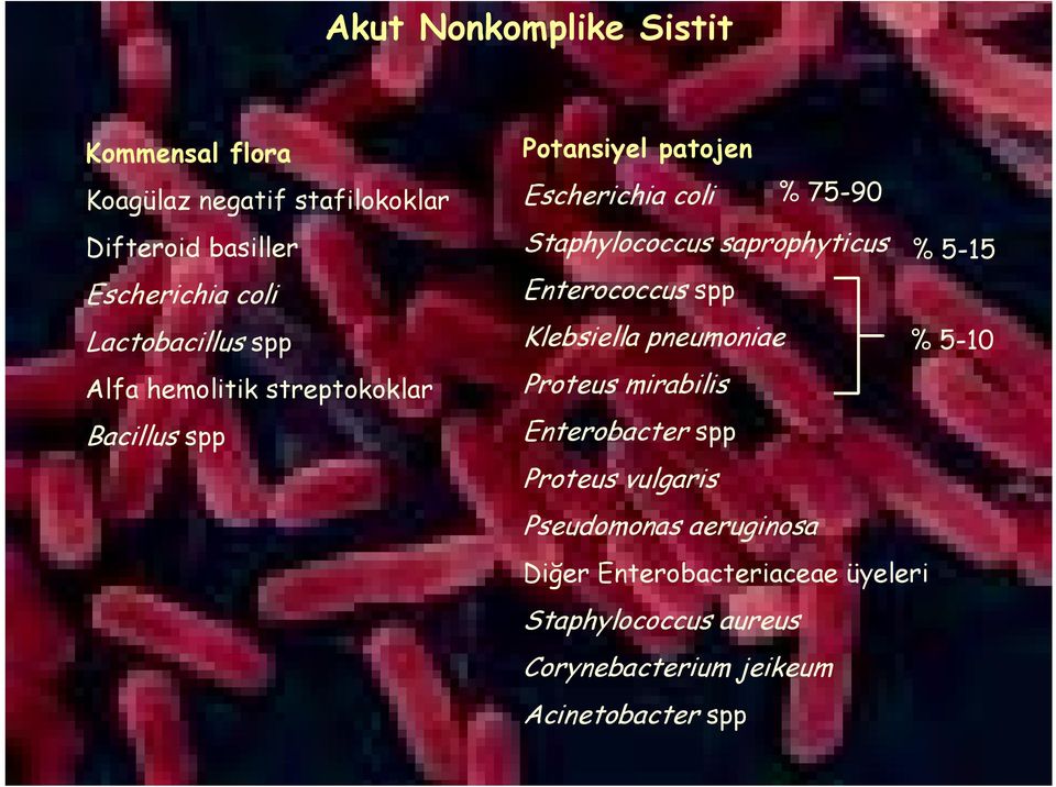 Staphylococcus saprophyticus % 5-15 Enterococcus spp Klebsiella pneumoniae % 5-10 Proteus mirabilis Enterobacter