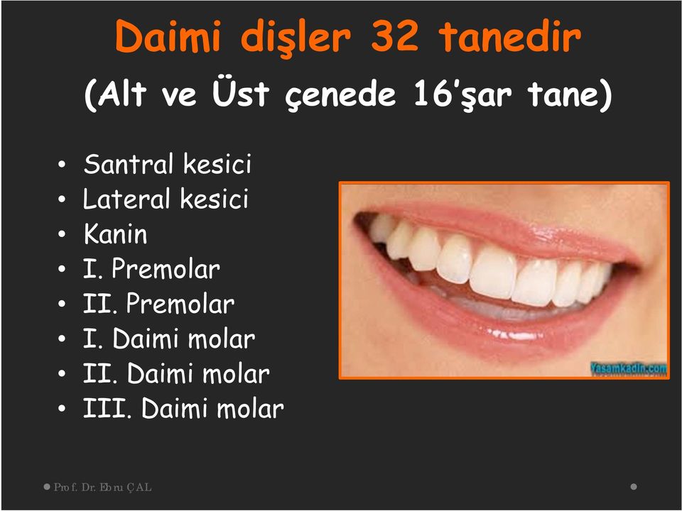 Lateral kesici Kanin I. Premolar II.